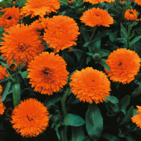 NAGIETEK LEKARSKI POMARAŃCZOWY  3G LEGUTKO