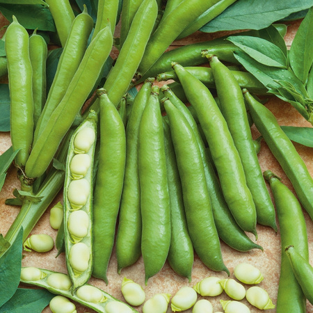 BÓB HANGDOWN BIAŁY 50G LEGUTKO/ŚR.PÓŹNA/..