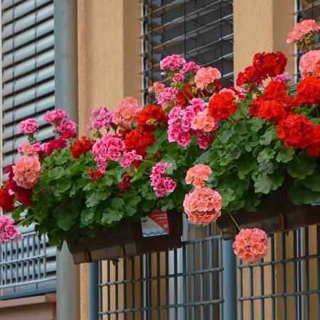 PLANTON  K KWITNĄCE DOYPACK 200g /25/.