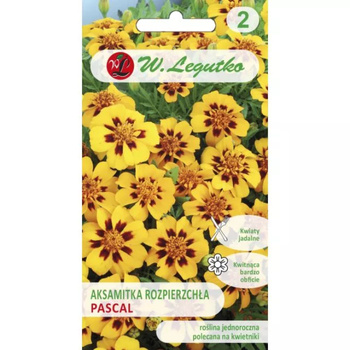 AKSAMITKA ROZP. POJ. PASCAL 1G LEGUTKO