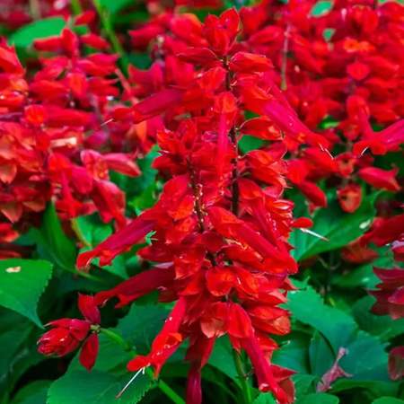 SZAŁWIA BŁYSZ. CZERWONA 0,5G LEGUTKO