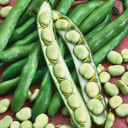 BÓB WINDSOR BIAŁY 40G+10G LEGUTKO /ŚR.PÓŹNA/,