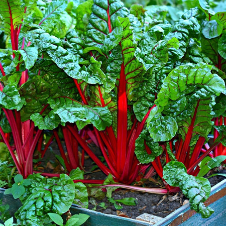 BURAK LIŚCIOWY CZERW. RHUBARB CHARD 5G LEGUTKO
