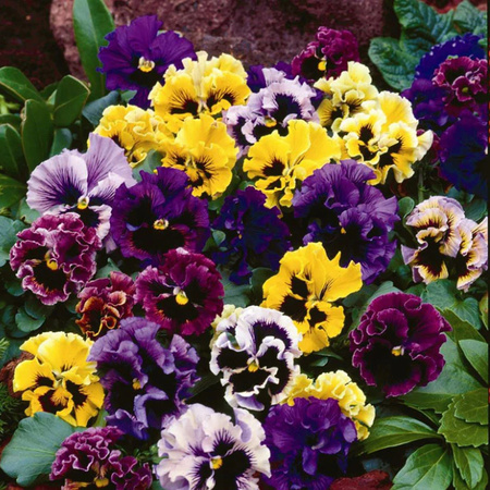 BRATEK ROKOKO MIX  0,4G LEGUTKO