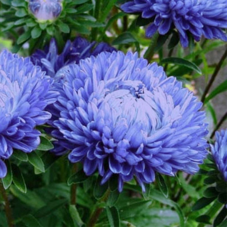 ASTER KSIĄŻĘCY NIEBIESKI 1G LEGUTKO