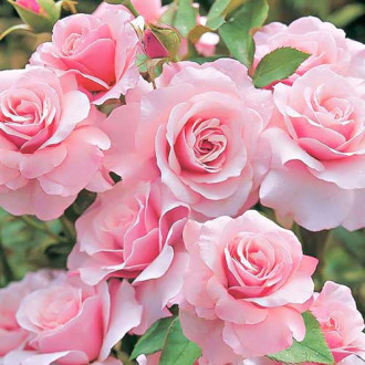 SUBSTRAL-MS DO RÓŻ. 300g /20/