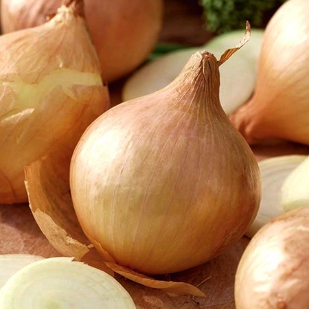 CEBULA GLOBO (CUKROWA) 2G WEGANA/300/...