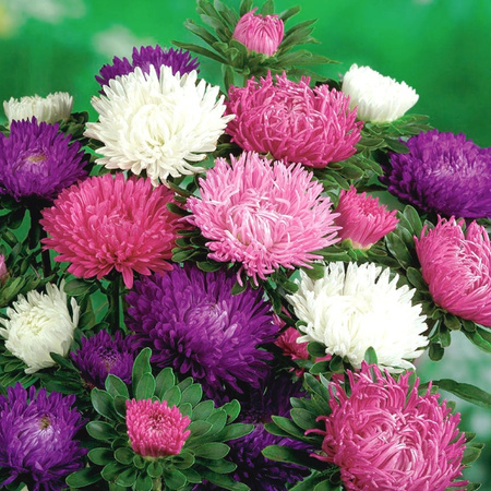 ASTER PEONIOWY MIX KING SIZE 0,5G LEGUTKO