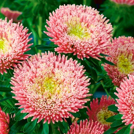 ASTER KSIĄŻĘCY ŁOSOSIOWY 1G LEGUTKO