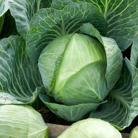 KAPUSTA B. KAMIENNA GŁOWA 2G LEGUTKO/POŹNA/