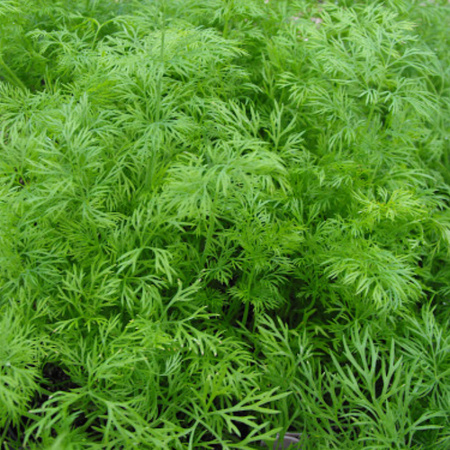 KOPER HERKULES 5G LEGUTKO