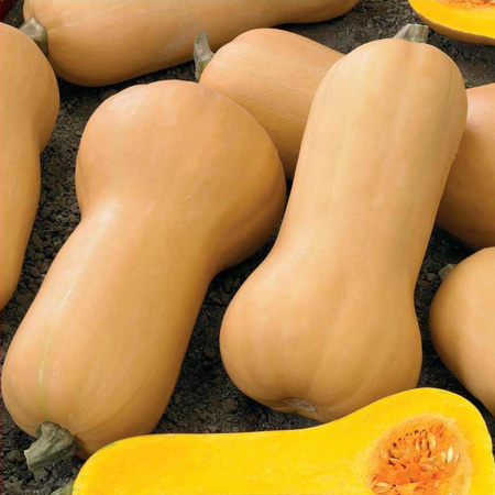 DYNIA PIŻMOWA BUTTERNUT 2G LEGUTKO