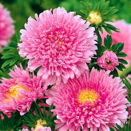 ASTER KSIĄŻĘCY RÓŻOWY 1G LEGUTKO