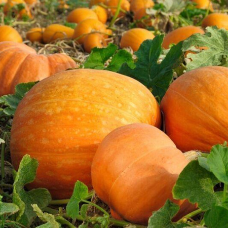 DYNIA OLB. BAMBINO 4G LEGUTKO/POMAR/