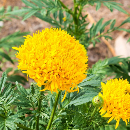 AKSAMITKA WZNIES. FANTASTIC ŻÓŁTA 0,3G LEGUTKO