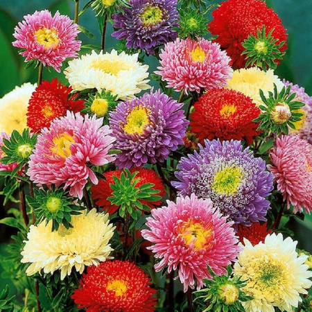 ASTER KSIĄŻĘCY MIX 1,25G LEGUTKO.