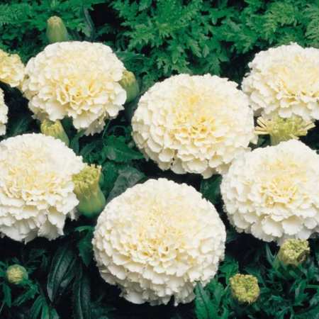 AKSAMITKA WZNIES. KREMOWOBIAŁA 0,3G LEGUTKO