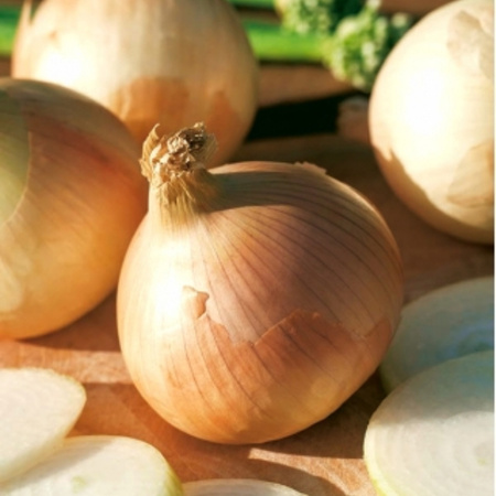 CEBULA AUGUSTA 2g ZIMOWA LEGUTKO/PÓŹNA/