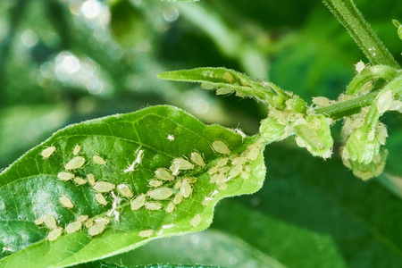 SUB OWADO. POLYSECT ULTRA HOBBY AL 750ml /12/600