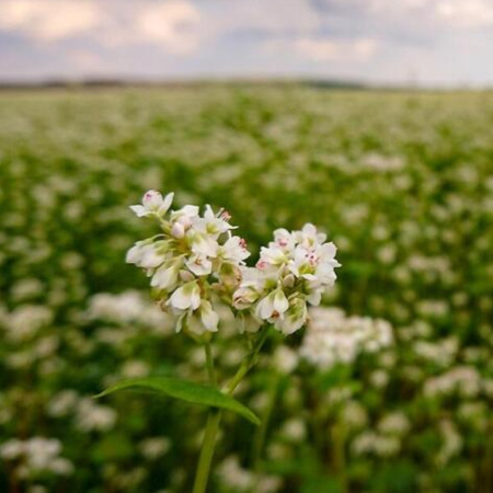 NR  GRYKA 1kg /25/....