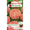ASTER PEONIOWY ŁOSOSIOWY JANINA  0,5G LEGUTKO
