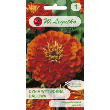 CYNIA DALIOWA POMARAŃCZOWA ORANGE KING 1G LEGUTKO