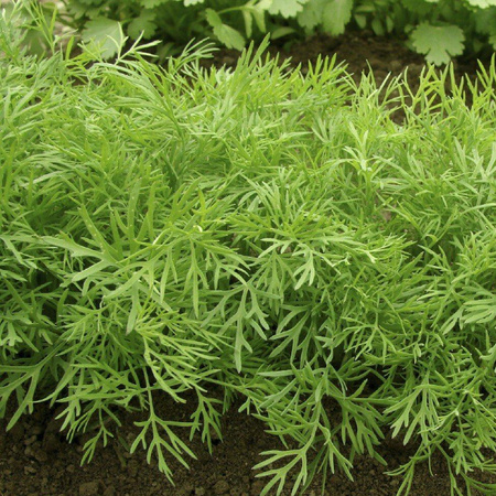 KOPER AMBROZJA 5G LEGUTKO