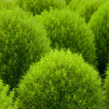 MIETELNIK KOCHIA 1G LEGUTKO