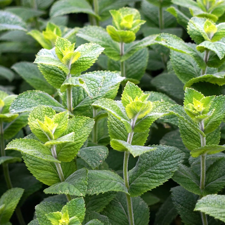 MIĘTA PIEPRZOWA 0,1G WEGANA/600/.