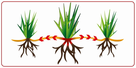 SUBSTRAL TRAWA SAMO ZAGĘSZCZAJĄCA DOSIEWKA 250g