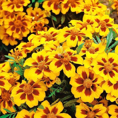 AKSAMITKA ROZP. POJ. PASCAL 1G LEGUTKO