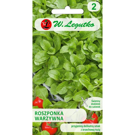 ROSZPONKA WARZYWNA VERTE DE CAMBRAI 2G LEGUTKO,