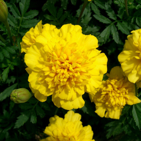 AKSAMITKA ROZP. PEŁ. ŻÓŁTA 1G LEGUTKO