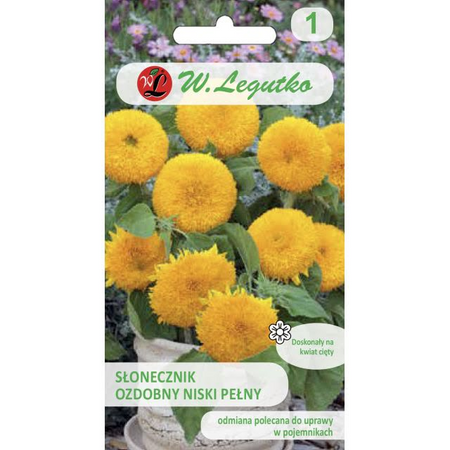 SŁONECZNIK OZD.NISKI PEŁNY TEDDY BEAR 2G LEGUTKO