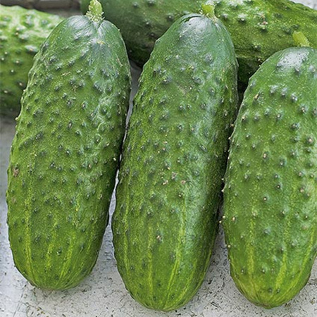 OGÓREK FANTASY F1 5G /KONS/ WEGANA/300/