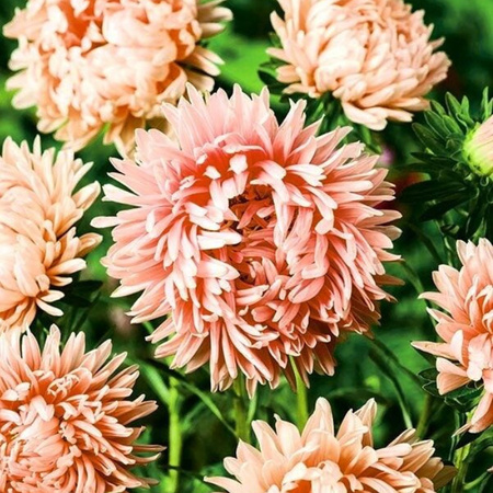 ASTER PEONIOWY ŁOSOSIOWY JANINA  0,5G LEGUTKO