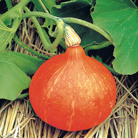 DYNIA OLB. UCHIKI KURI 3G typ. Hokkaido LEGUTKO,