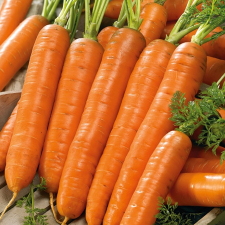 TAŚMA MARCHEW DARINA 6M WEGANA /PÓŹNA/100/