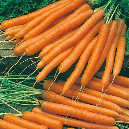 TAŚMA MARCHEW AMSTERDAM 2 7M LEGUTKO/WCZESNA/