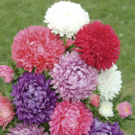 ASTER KARŁ. MIX 1,25G LEGUTKO.