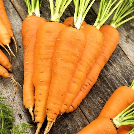 MARCHEW FLAKKESE 2- FLACORO 5G LEGUTKO/ PÓŹNA/