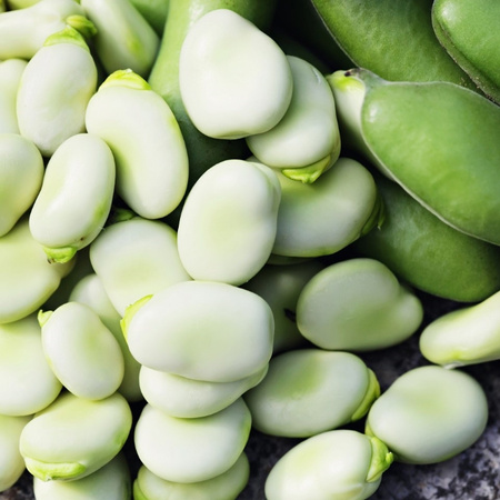 BÓB JANKIEL BIAŁY 50G. LEGUTKO/ŚR.WCZES./.