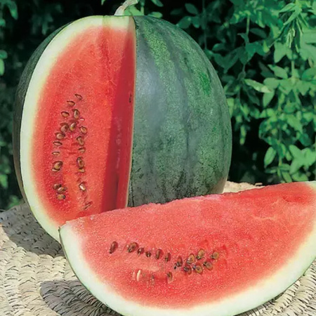 ARBUZ ROSARIO MIESZ. 1G LEGUTKO /RÓŻ-CZERW/.