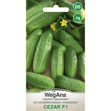 OGÓREK CEZAR (M F1) 4G WEGANA /KONS ŚR.WCZE/300.