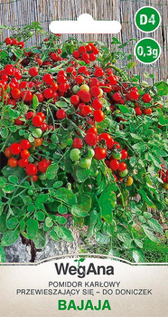 POMIDOR KOKTAIL BAJAJA 0,3G WEGANA/1000/doniczkowy