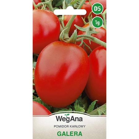 POMIDOR GALERA 1G WEGANA /OW. CZER/karł./600/