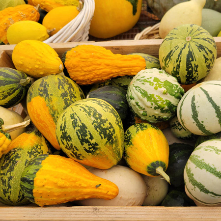 DYNIA OZD. MIESZ. DROBNOOWOCOWA  3G LEGUTKO