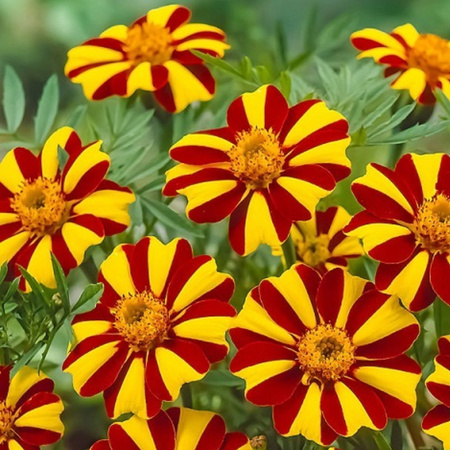 AKSAMITKA ROZP. POJ. MR MAJESTIC  0,3G LEGUTKO