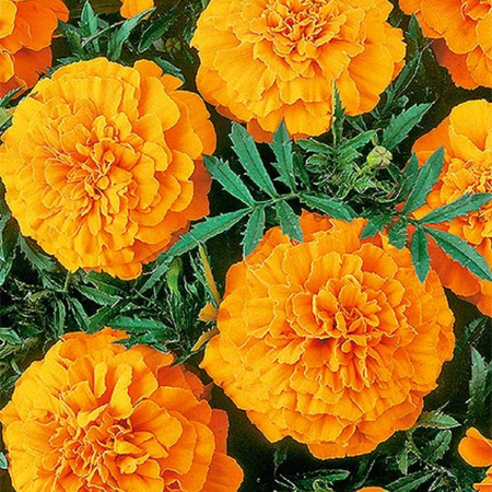 AKSAMITKA ROZP. NISK PEŁNA TANGERINE 1G WEGAN/400.