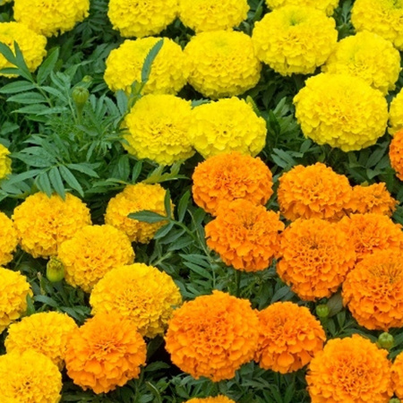 AKSAMITKA WZNIES. KARŁ. MAXI  MIX 0,5G  LEGUTKO.